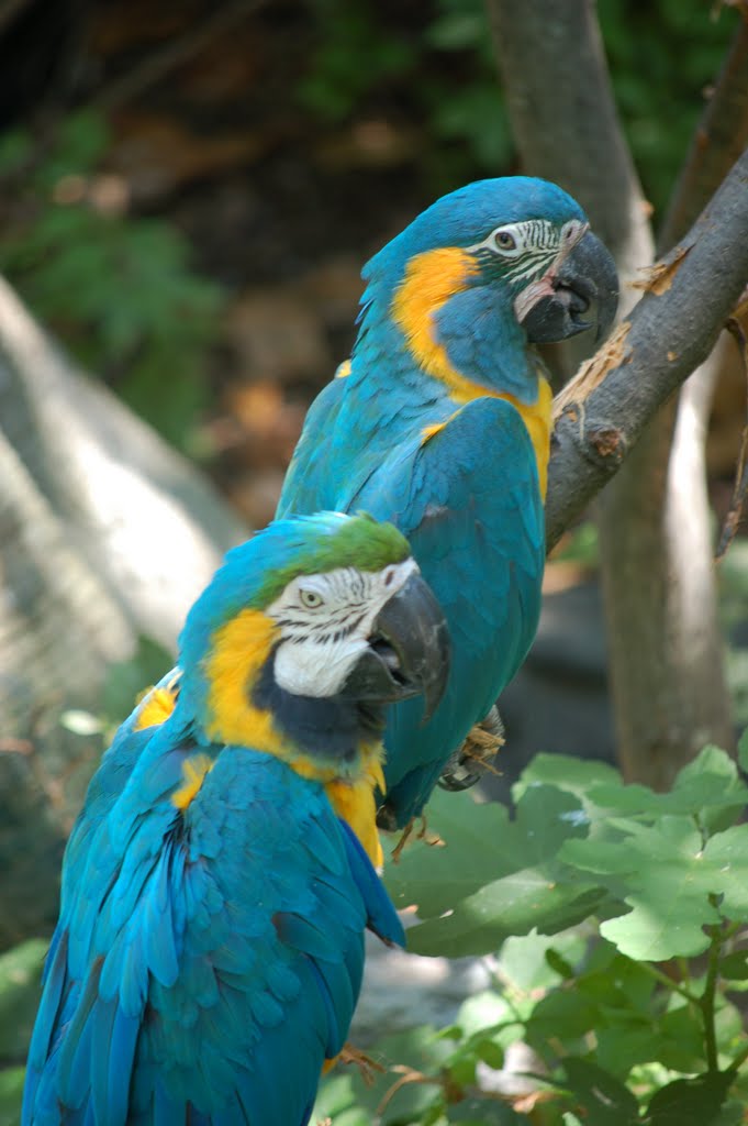 St. Louis, MO Zoo by gmarobyn