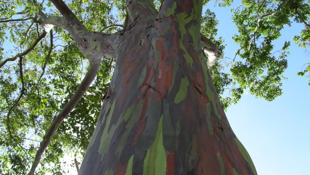 Camouflage Tree Bark by cyost777