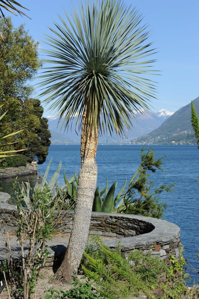 Isole di Brissago by Almir Surkovic by Surkovic