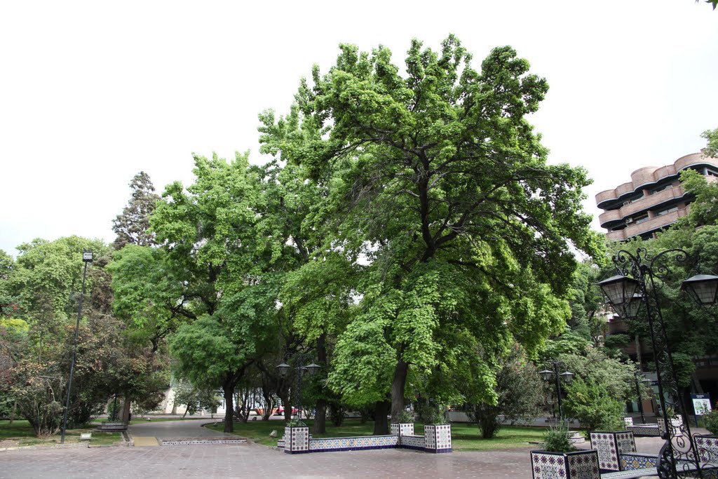 Arbol en Plaza España by Carlos Diego Simonov…