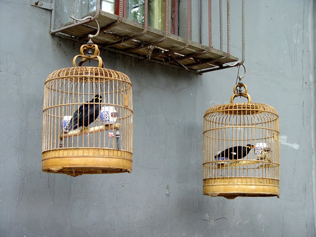 Golden cages, Beijing by Alex Bunjes