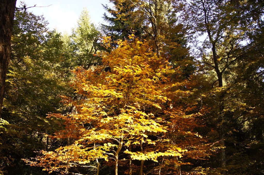 Nel bosco a Vetriolo by fraezi