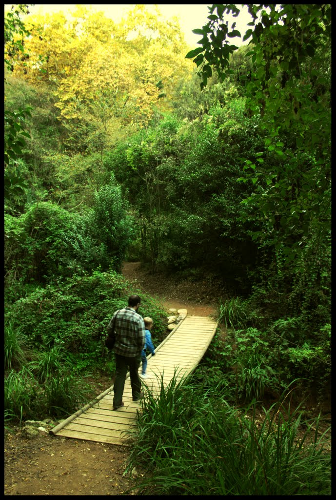 Un pont sobre el torrent de Colobrers by Marta Roig