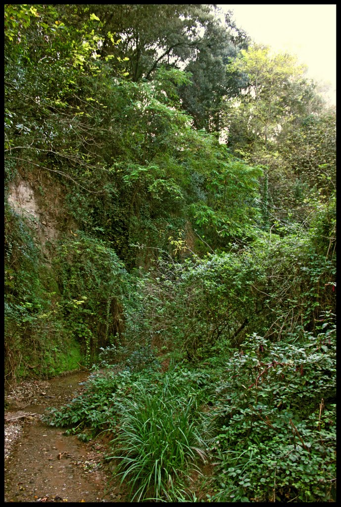 Un camí cap el torrent de Colobrers by Marta Roig