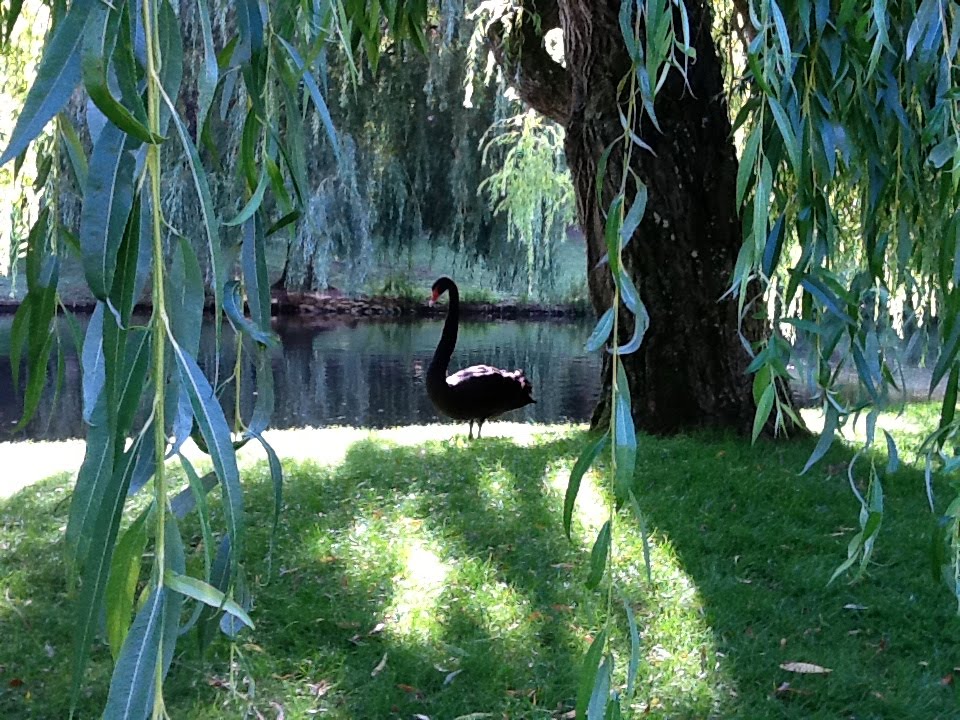 CYGNE NOIR A LEEDS CASTLE - KENT - ENGLAND by FRANBOISE