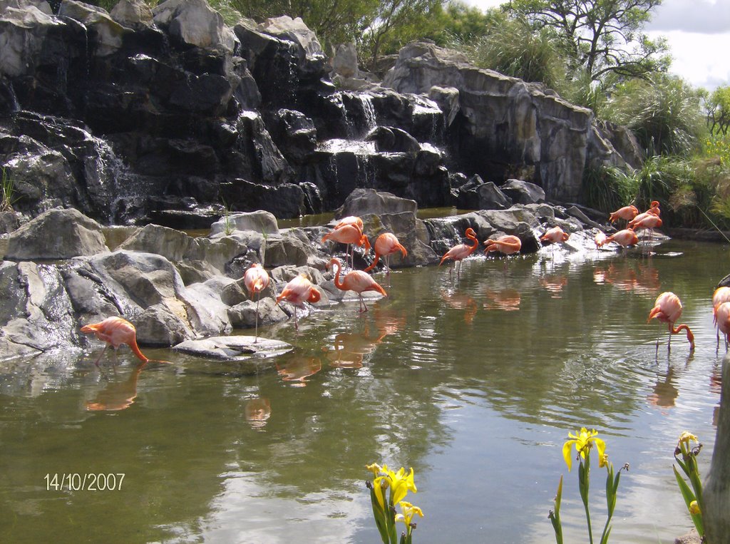 Flamencos by aar14