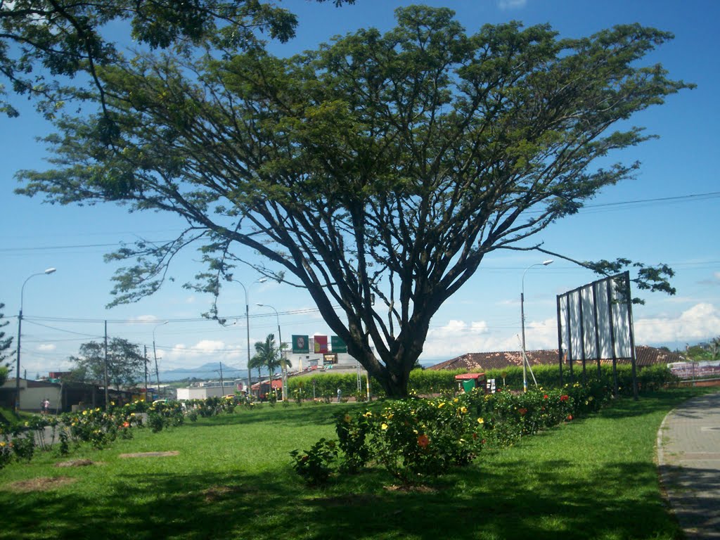 Arbol gigante y jardines en av. 30 de agosto-pereira by josé orlando gómez d…