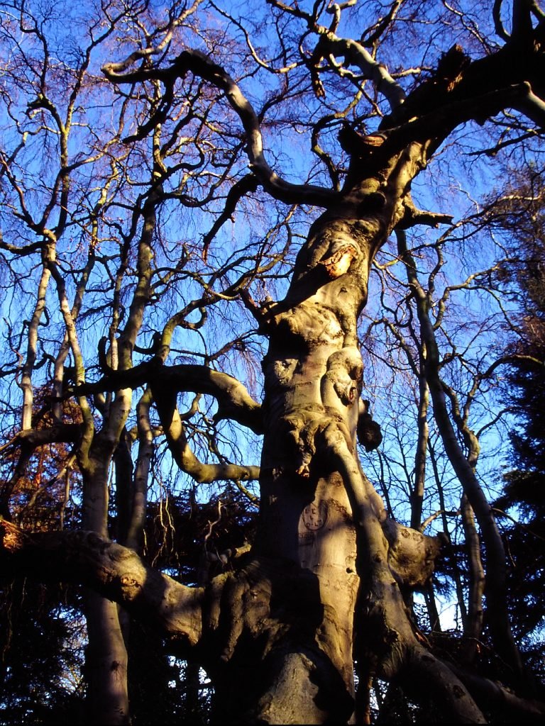 Weeping Beech by ian.r