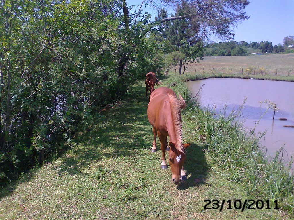 Os animais e a natureza.Zona rural de Passo Fundo,RS. by Fredy Silva (FredySi…