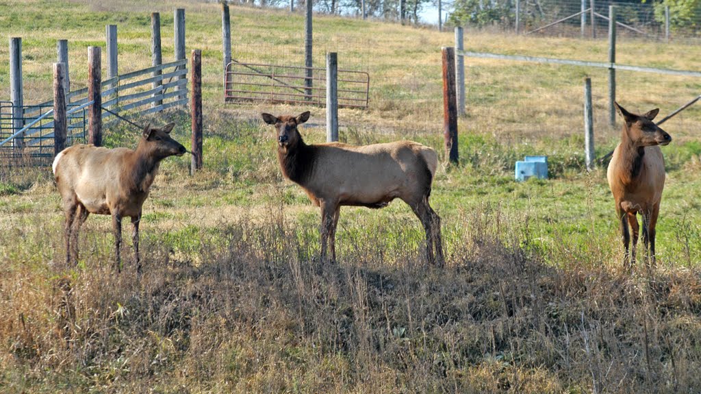 Elk by Dale Roberson