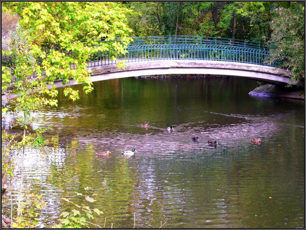 ☼©H☼ •10.2011• Herbst im Rombergpark / XLV by Hannes Th