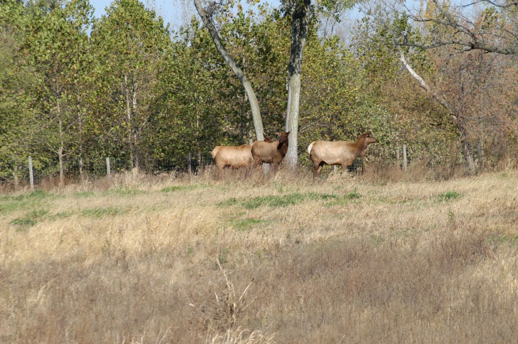 Elk by Dale Roberson