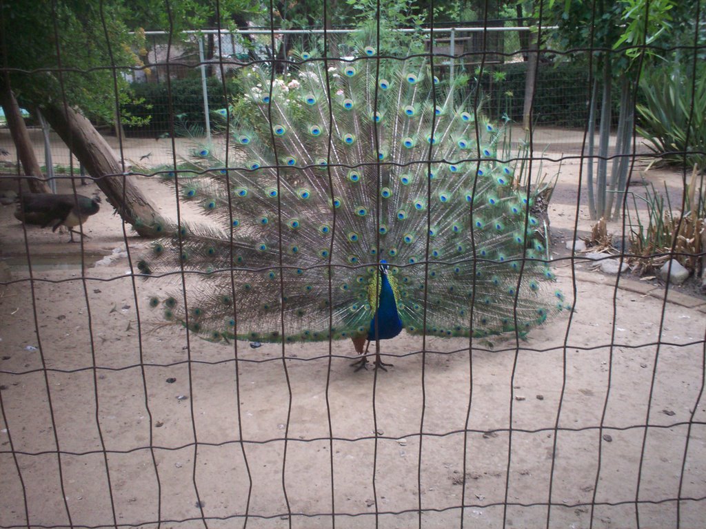 Pavo real / Turquey royal by carloncho