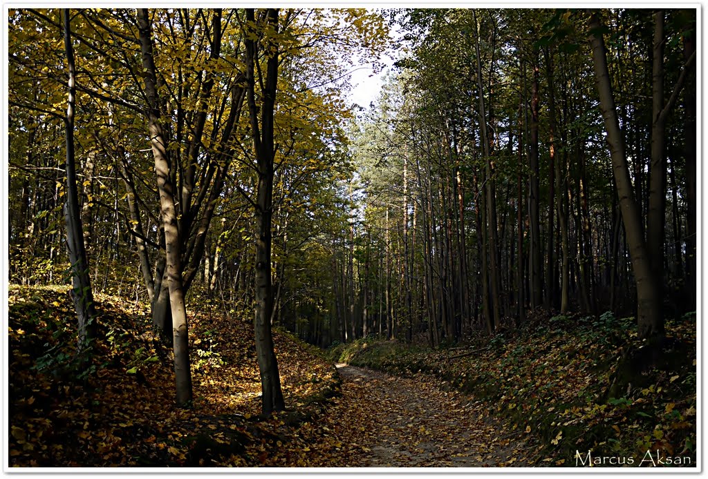 Forest by Marcus Aksan