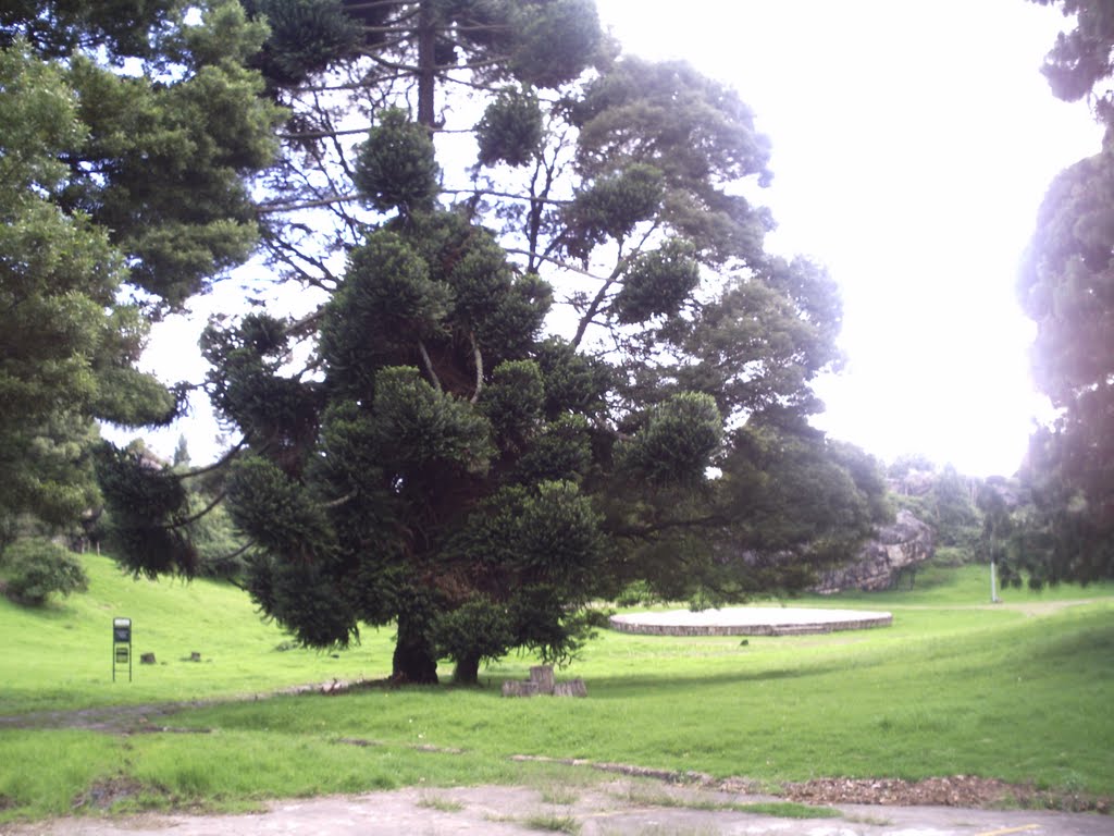 Árbol exótico en parque arqueológico by Andrés Julián Camilo…