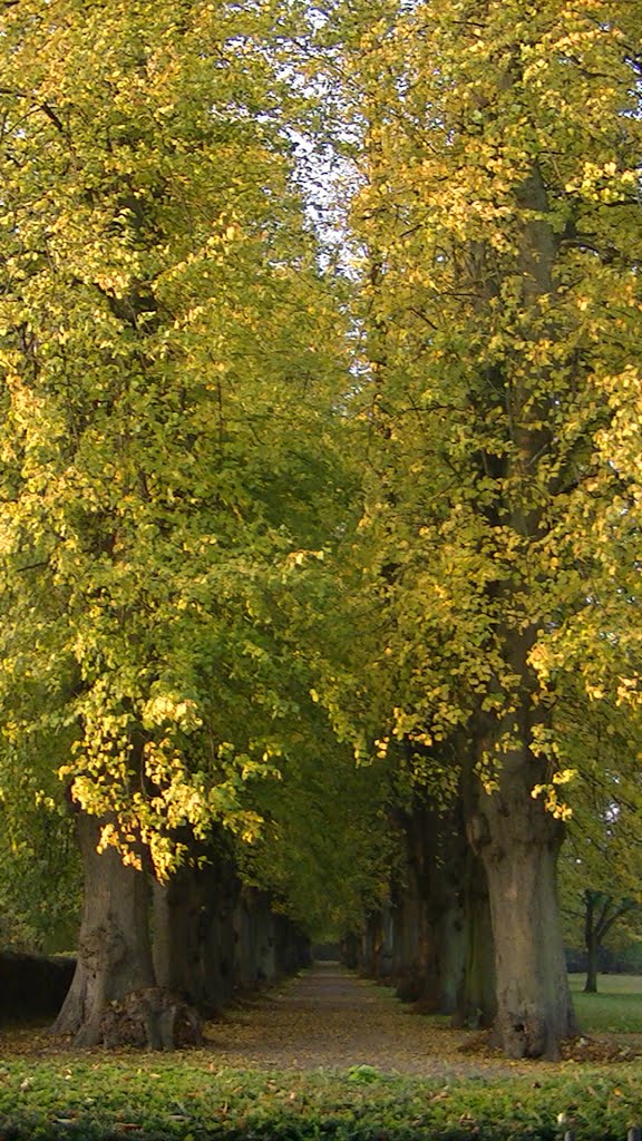 Herbstliche Allee by humungoulus