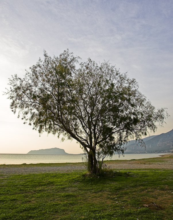 A tree in a beach across Monemvasia, Peloponese, Greece by George Messaritakis