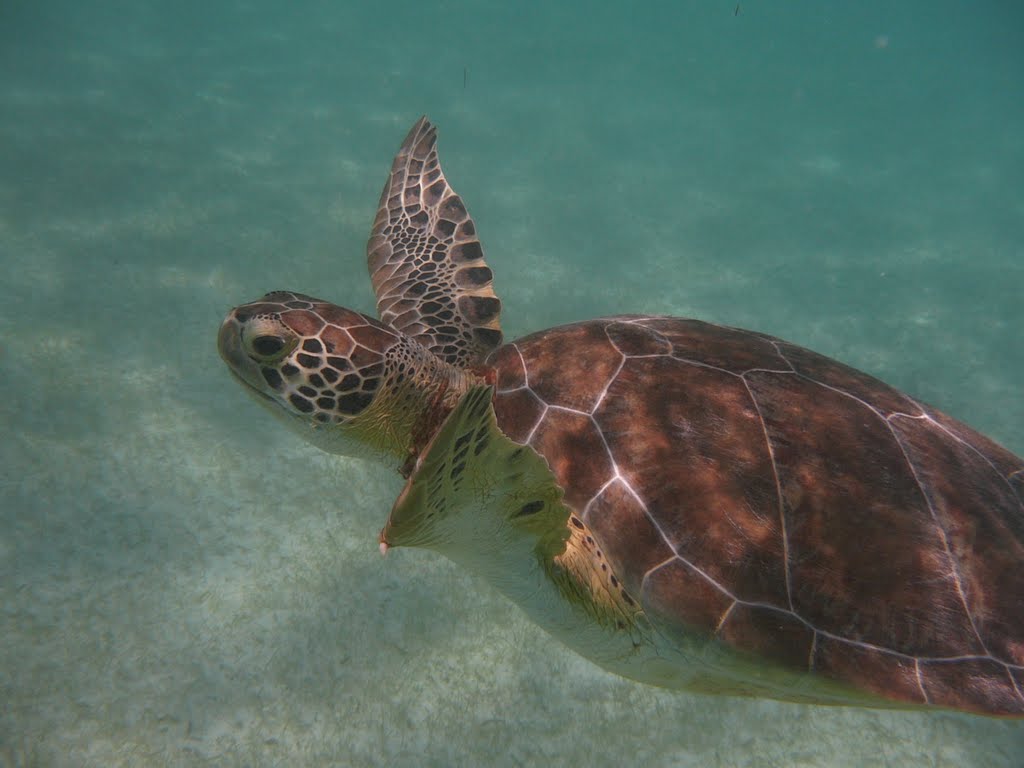 Mexico Akumal by Joachim Lips