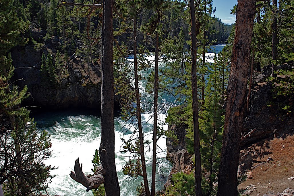 Yellowstone River near Upper Falls by Heidy R. Hort