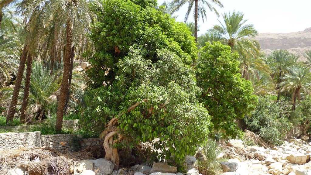 OMAN - Mangobaum by ThomasKn