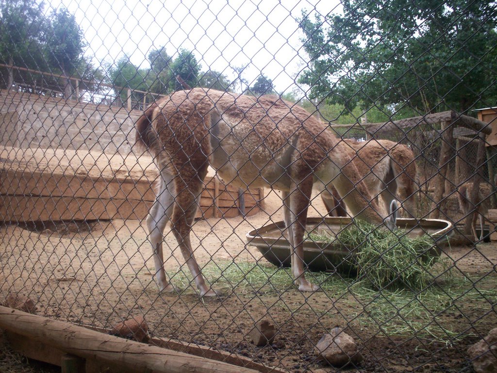 Llamas / Alpacas by carloncho