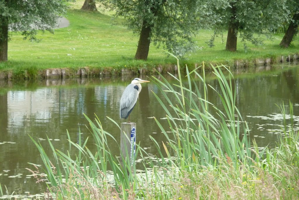 Blauwe reiger. by Ria Wentink