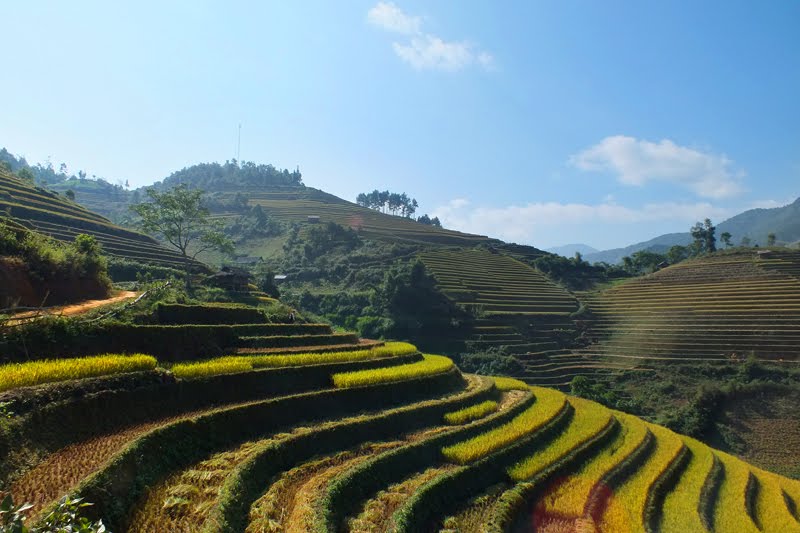 Lúa chín ở La pán Tẩn by nguyen ngoc khanh