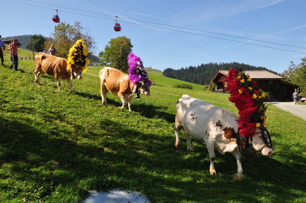 Cows on their way down to the barn for the winter by Östen Tordenmalm