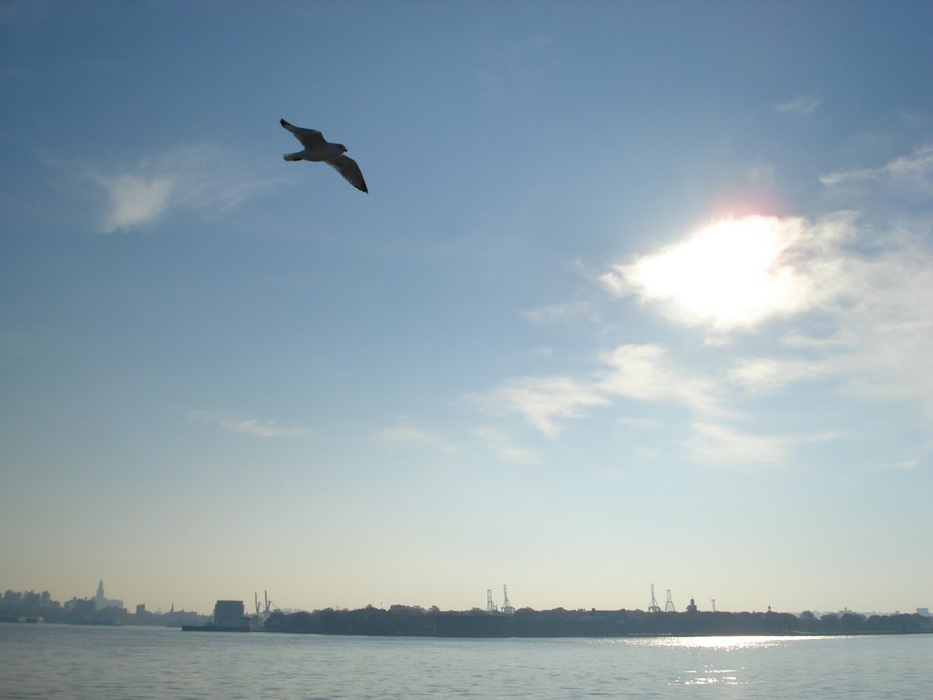 Bird Over Governor's Island by jrcj41