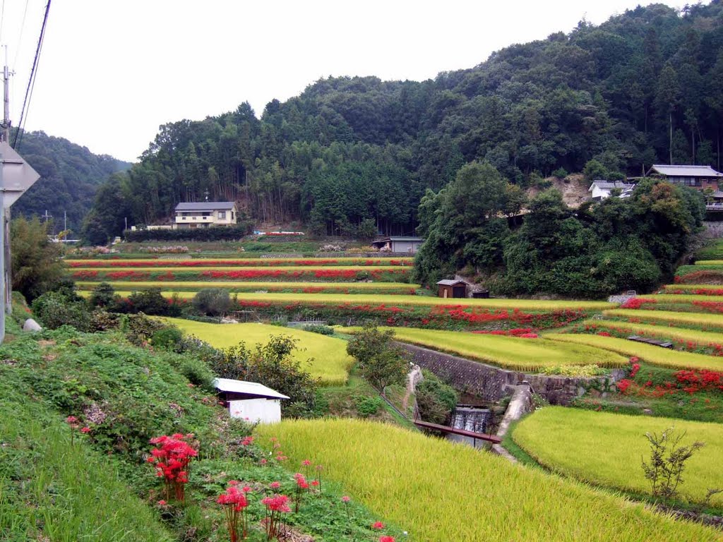 2006.10.1 彼岸花(茨木市大岩) Cluster amaryllis by H.Katayama