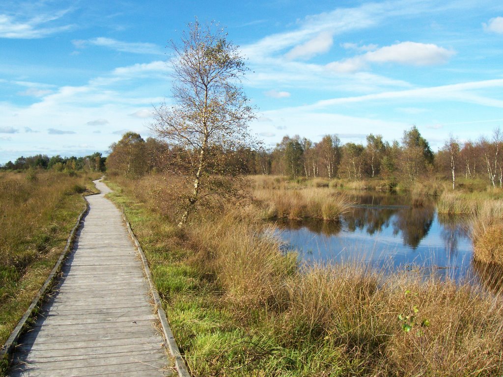 Holzweg am Ewigen Meer by MicJ