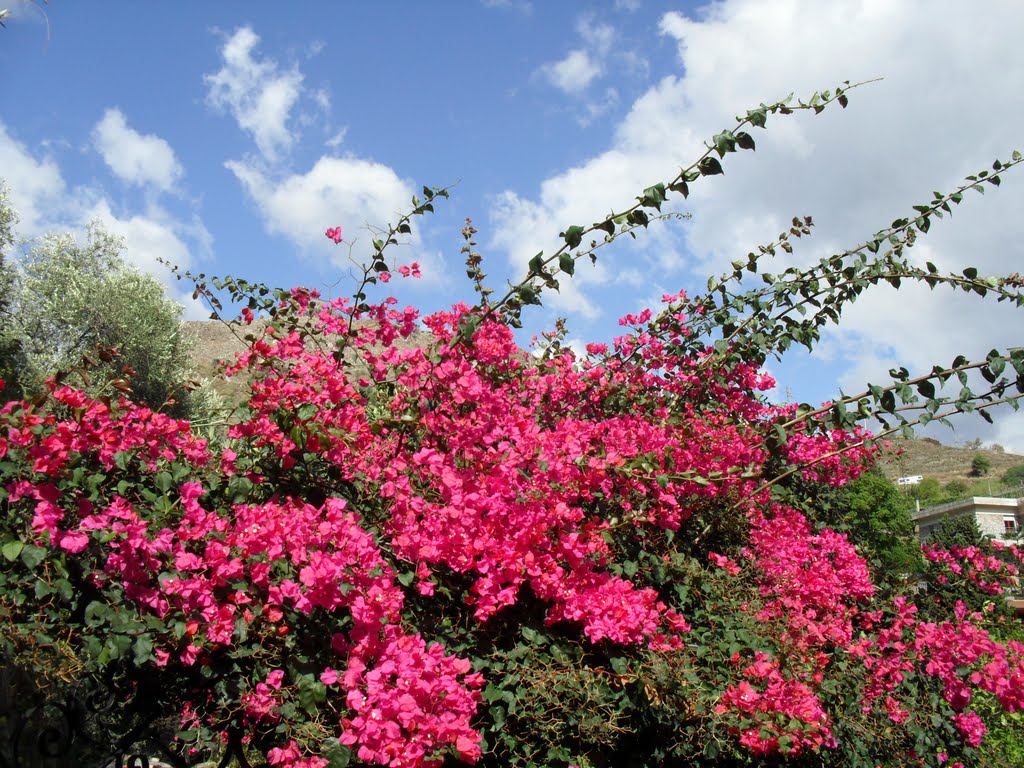 Colourful Sicilian scenery by Paul Borger