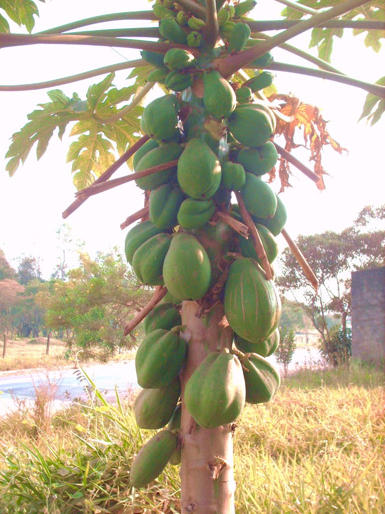 MAMÃO PAPAYA - Monte Mor-SP. by zilio