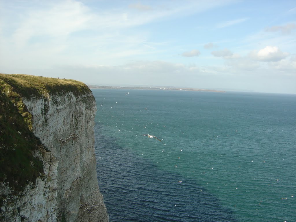 Bempton, Cliffs. by Leslie Johnson