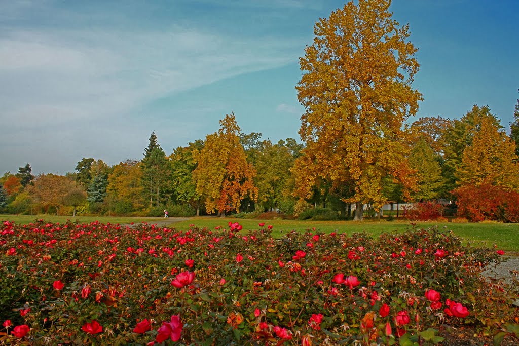 Burg, Blick zu den Tulpenbäumen im Goethepark by minka1991