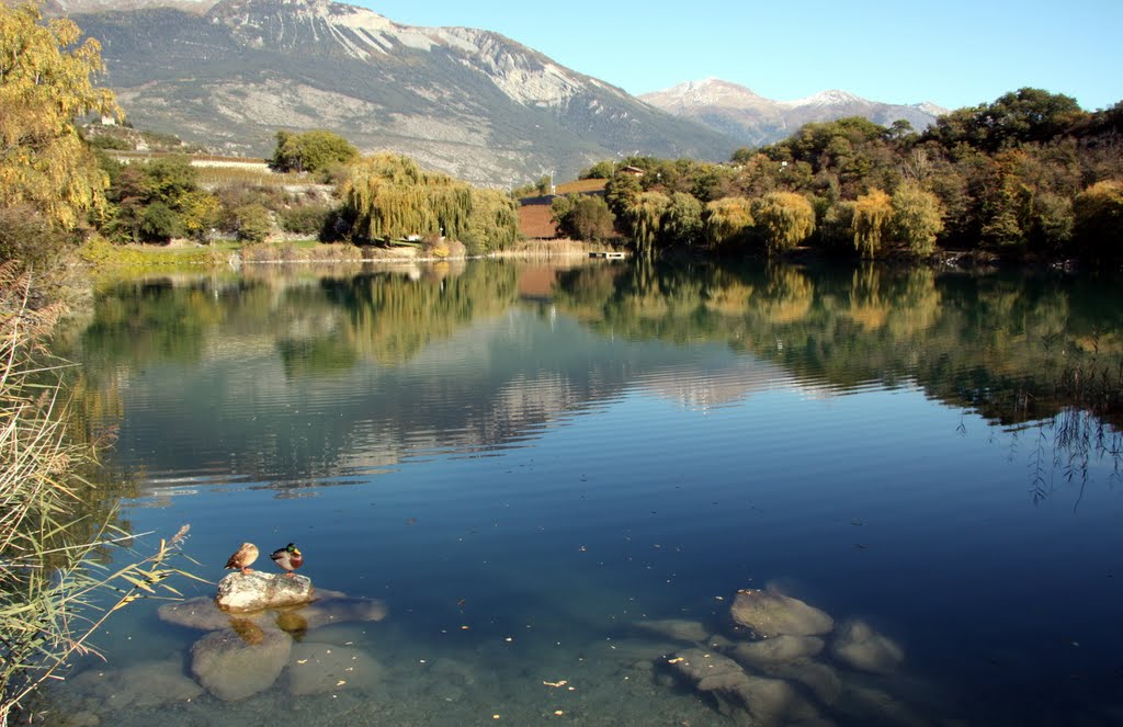 Sierre - Lac de Géronde - deux canards au soleil by Charly-G. Arbellay