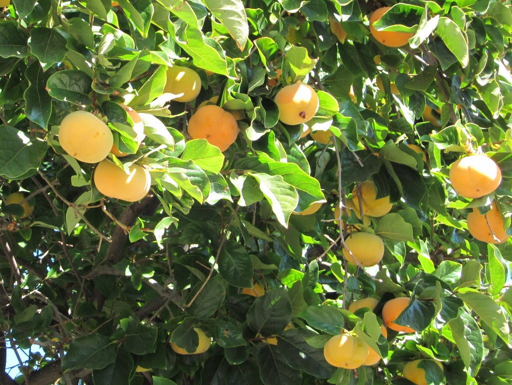 Persimmons Früchte - frisch vom Baum by H. Lisbeth