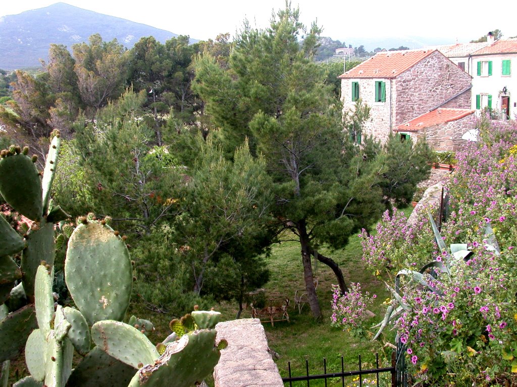 2003, Isola di Capraia, un giardino by Giovanni Mirgovi