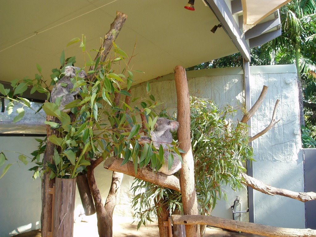 Koalas in Taronga Zoo by Hyung-Seok YOON