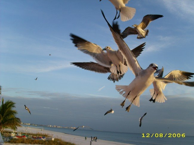 Feeding Sea Gulls From Beach House Fort Myers Beach, Fl by talc4