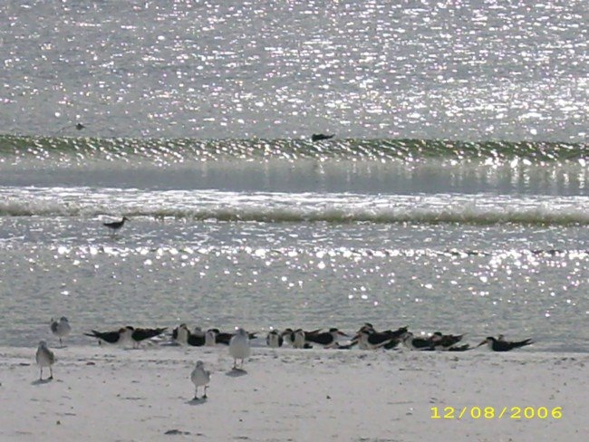 Skimmers (birds) By the Water, Fort Myers Beach, Fl by talc4