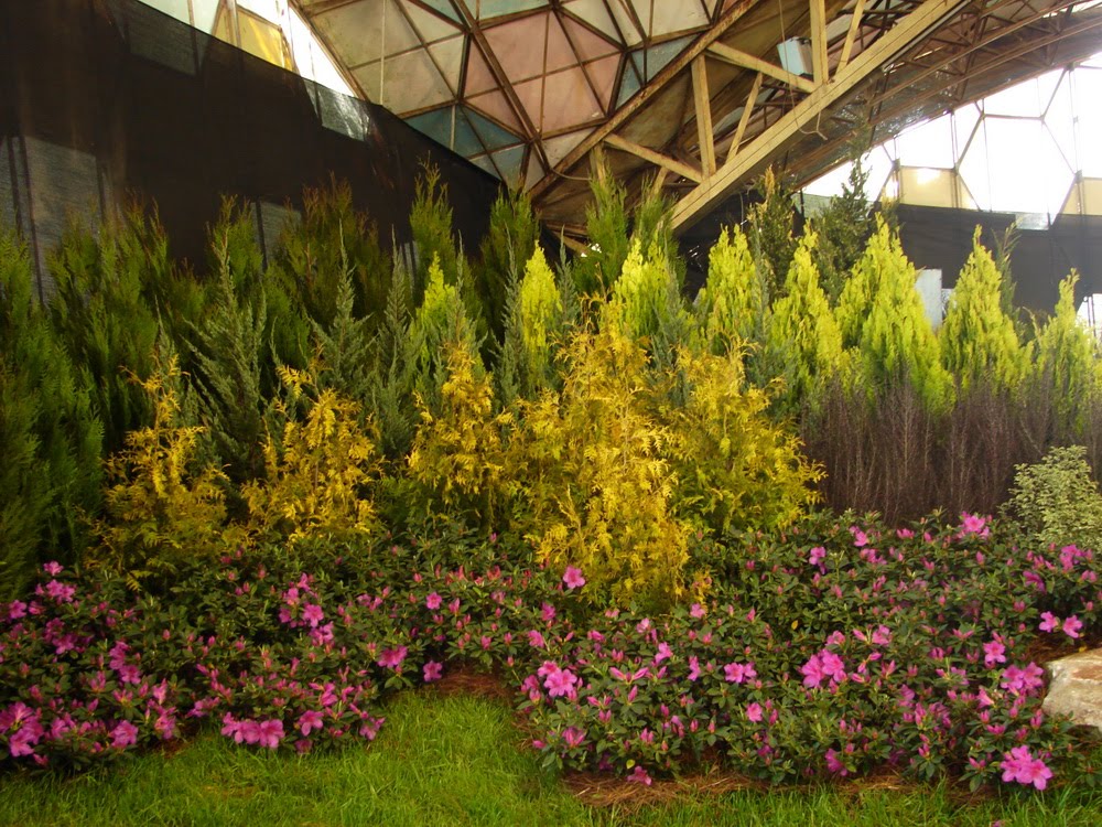 Coníferas y Azaleas (Rododendrum sp.) by Oscar Fernández C