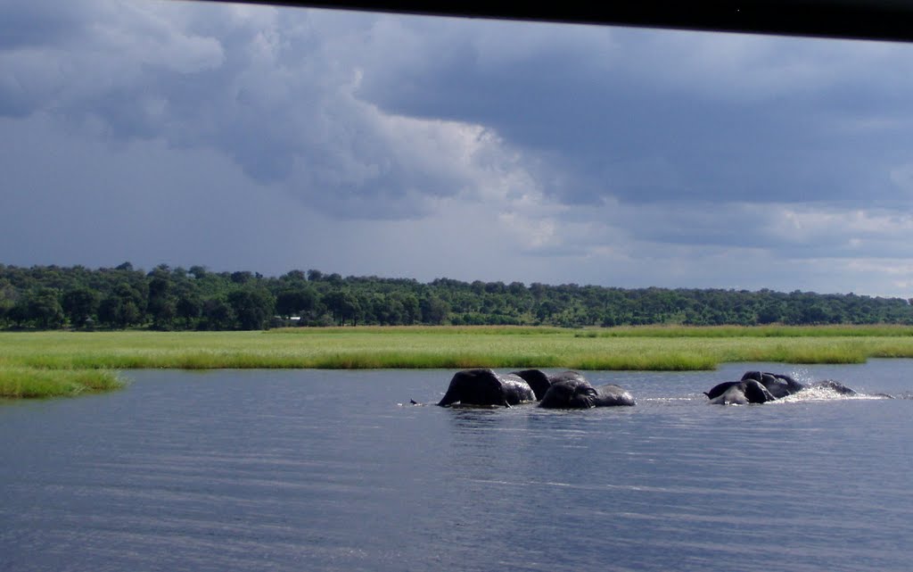 Elephants crossing the Chobe river by Rudolf Posch