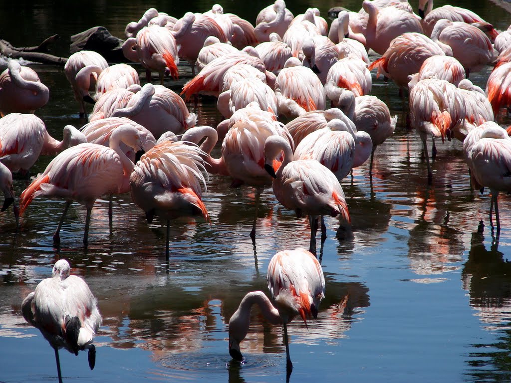 Flamenco Austral - Phoenicopterus chilensis - ESPECIE GLOBALMENTE AMENAZADA by José Daniel Cuello