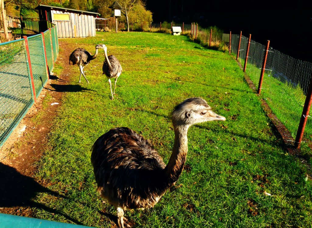 Emu Family by Dg-505