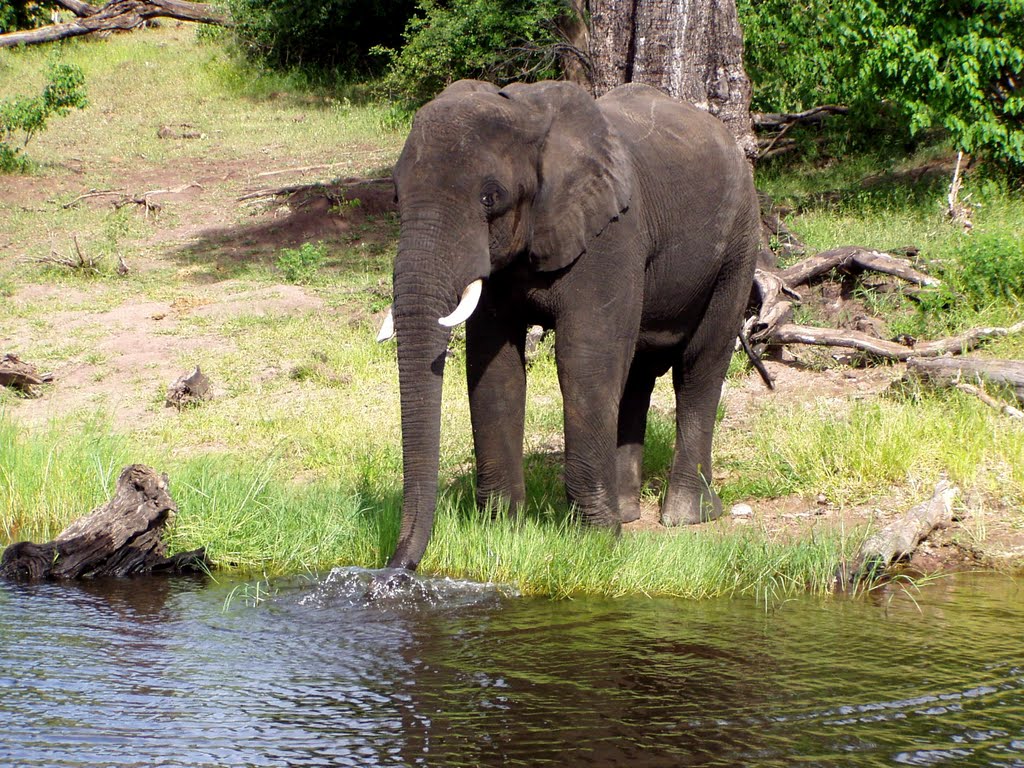 Drinking elephant on the bank of Chobe River by Rudolf Posch