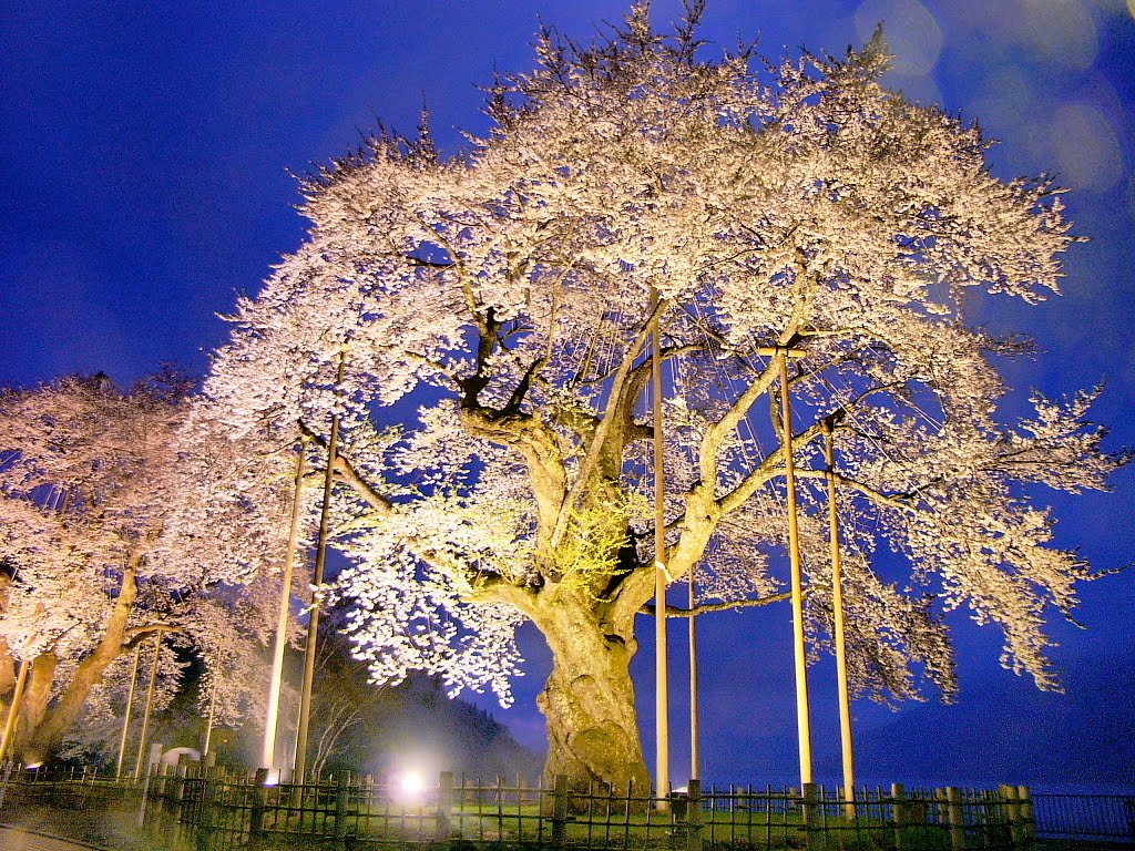 Syoukawa Cherry blossoms 荘川桜１ by horiyan