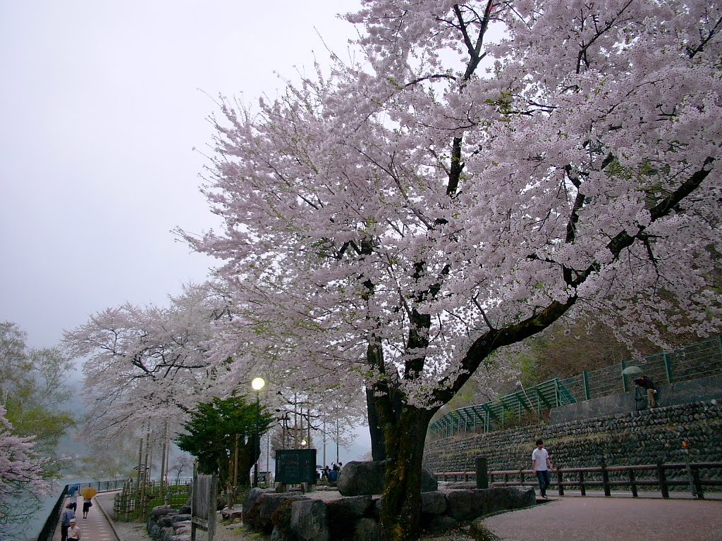 Syoukawa Cherry blossoms 荘川桜２ by horiyan