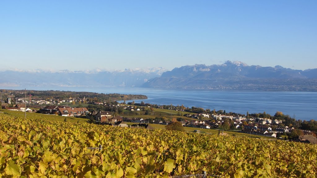 Vignes et Lac Léman by cielsky55