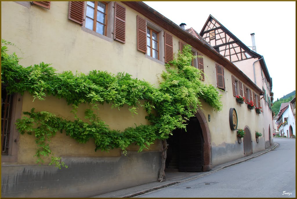 Bodega (Gueberschwihr, 28-7-2011) by Juanje 2712